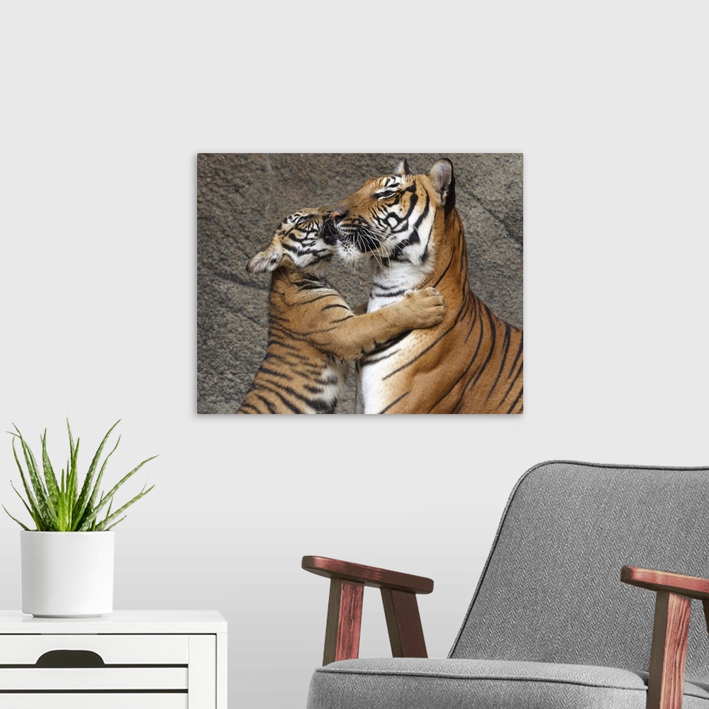 A modern room featuring Photograph of a young tiger hugging its mother and nuzzling.
