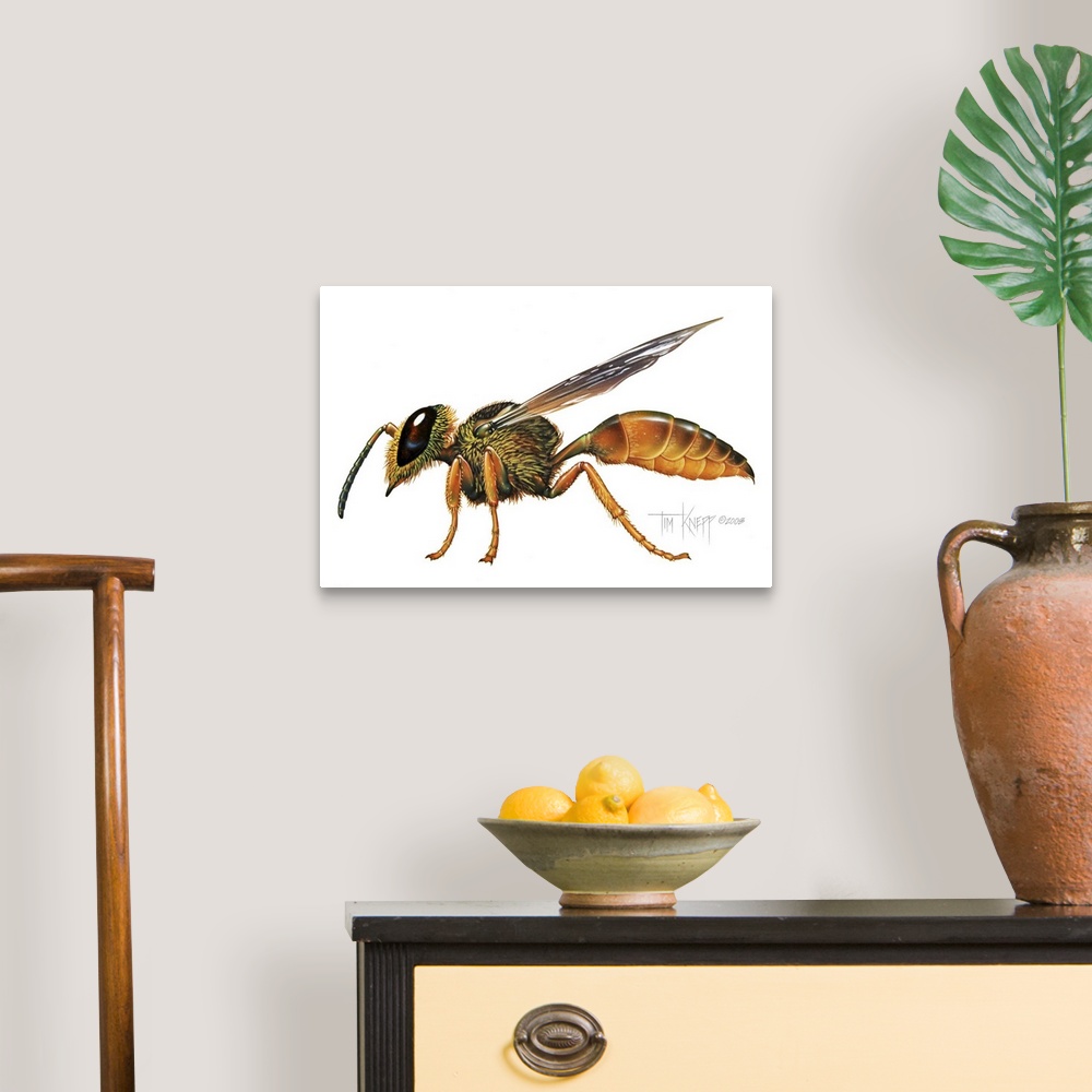 A traditional room featuring A Wasp