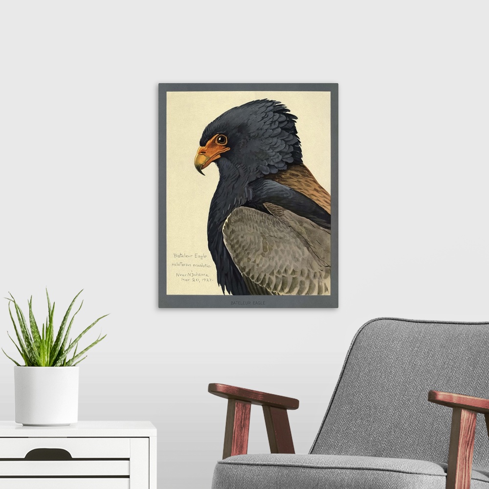 A modern room featuring Abyssinian Bateleur Eagle