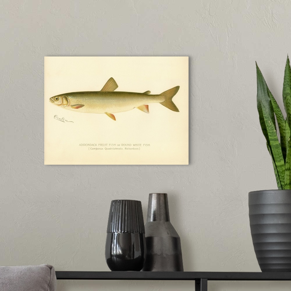 A modern room featuring Adirondack Frost Fish