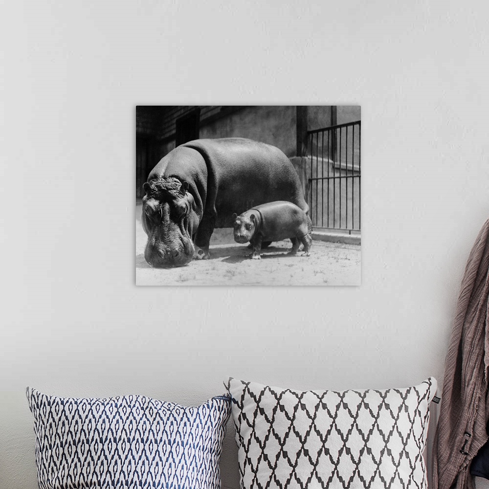 A bohemian room featuring Adult and Baby Hippopotamus