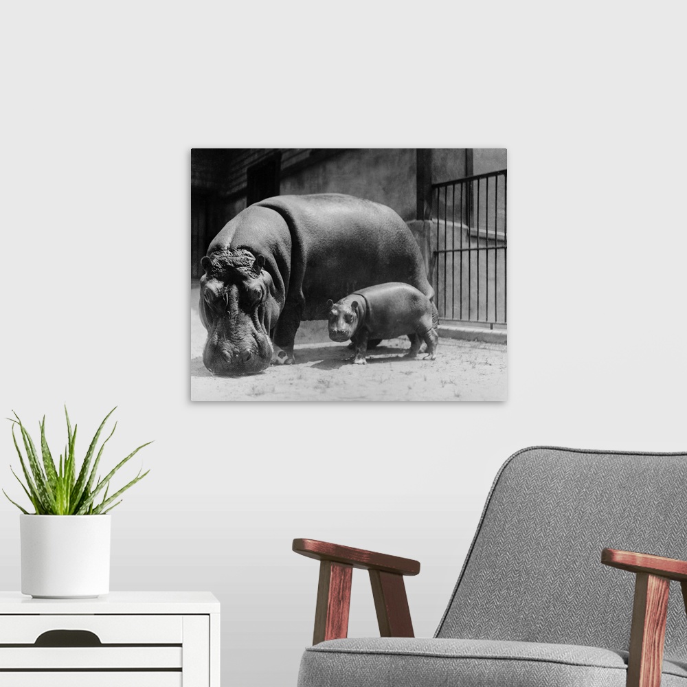 A modern room featuring Adult and Baby Hippopotamus