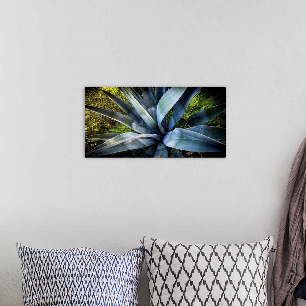A bohemian room featuring Photograph of an agave plant up close.