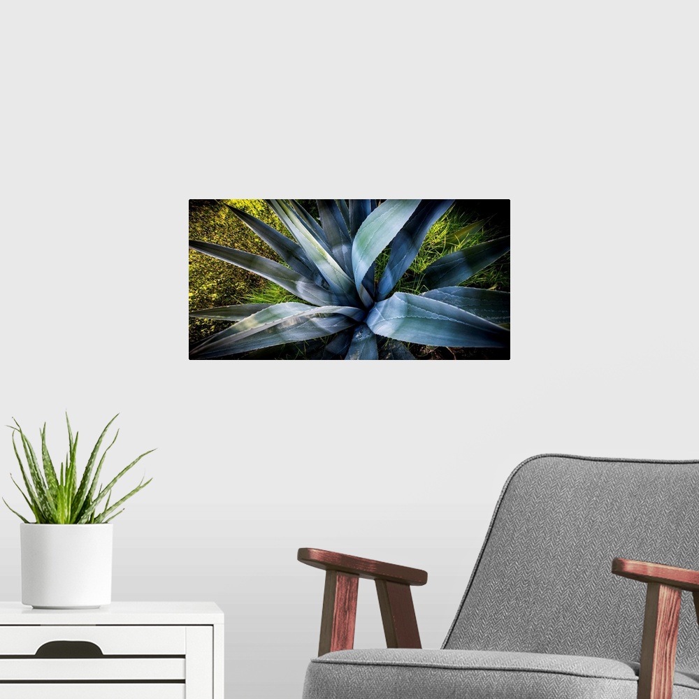 A modern room featuring Photograph of an agave plant up close.