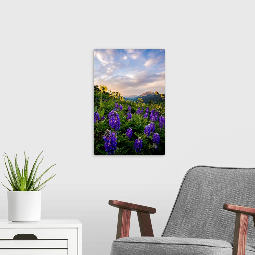 A modern room featuring Photograph of vibrant wildflowers in a field with mountains in the distance.