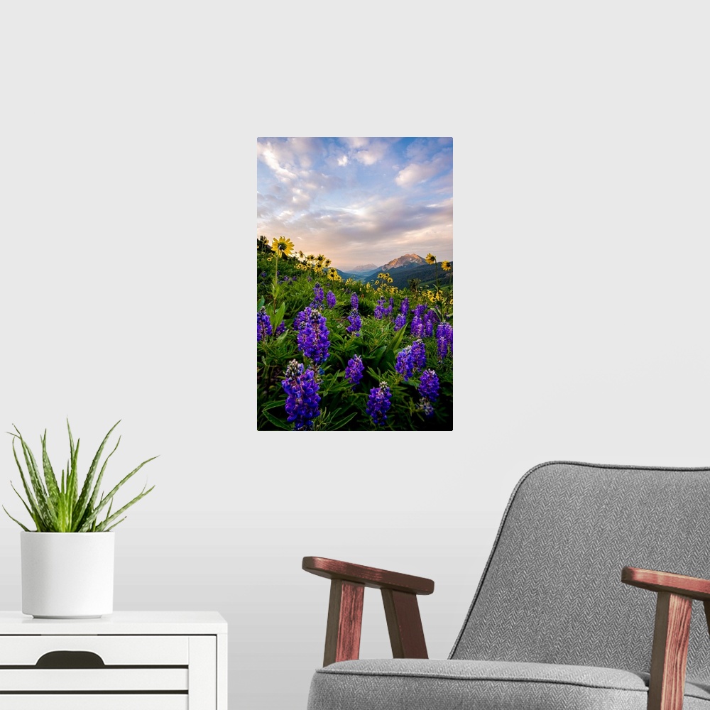 A modern room featuring Photograph of vibrant wildflowers in a field with mountains in the distance.