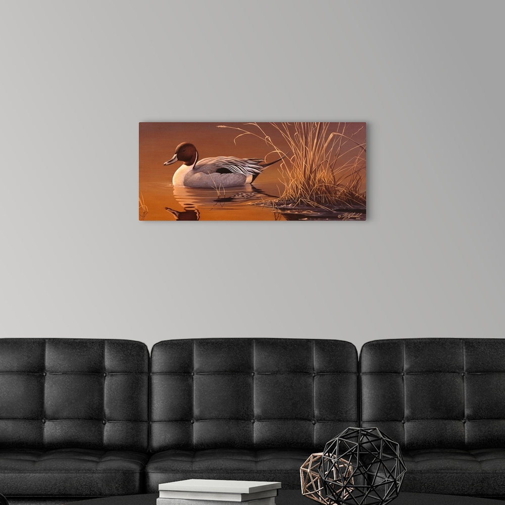 A modern room featuring A pintail duck swimming alone.
