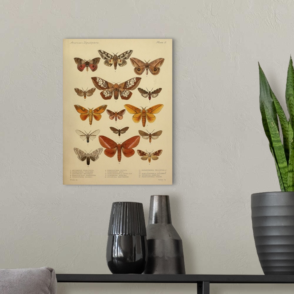 A modern room featuring American Lepidoptera, Plate 3