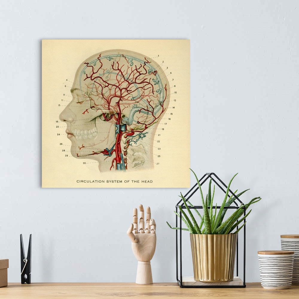 A bohemian room featuring Anatomy diagram showing crucial veins in human head and neck