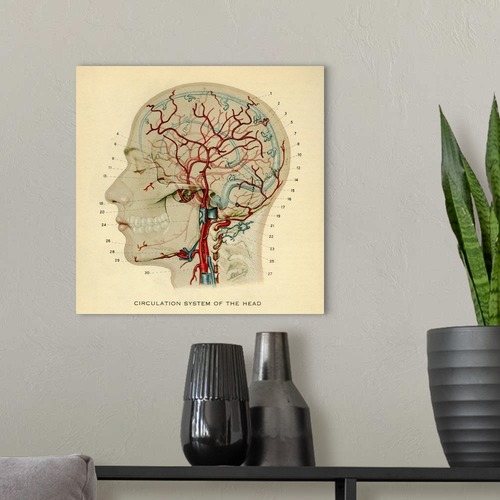 A modern room featuring Anatomy diagram showing crucial veins in human head and neck