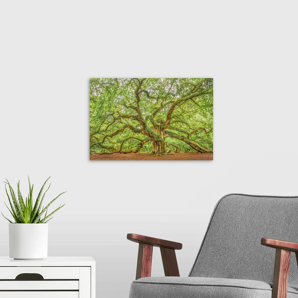 A modern room featuring A large, moss-covered oak tree with leafy branches covering the sky.