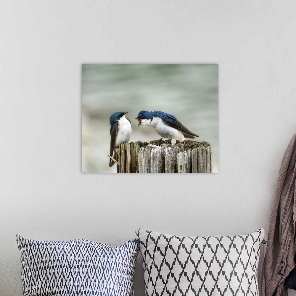 A bohemian room featuring A pair of Tree Swallows on a post.