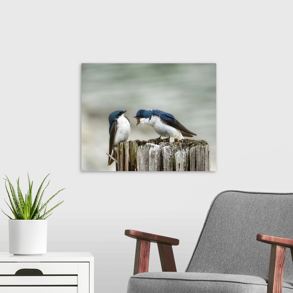A modern room featuring A pair of Tree Swallows on a post.