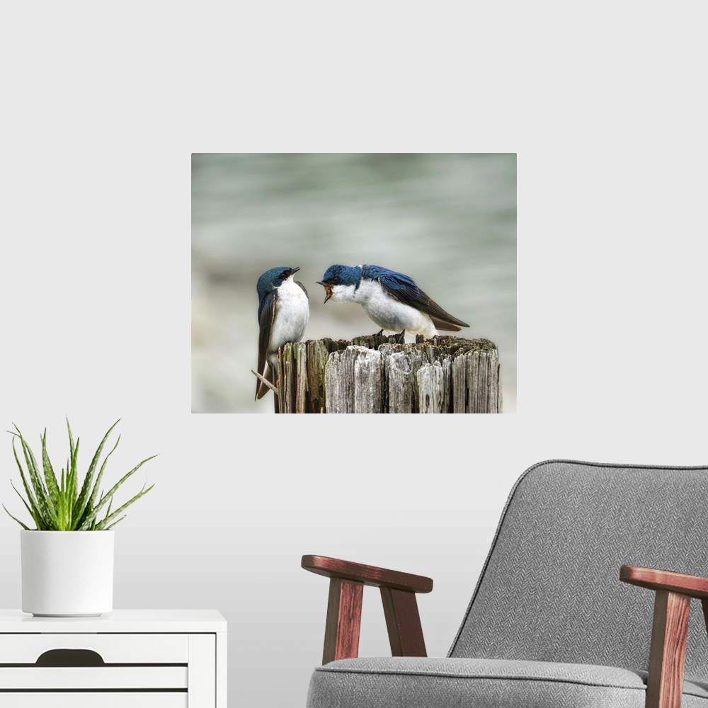 A modern room featuring A pair of Tree Swallows on a post.