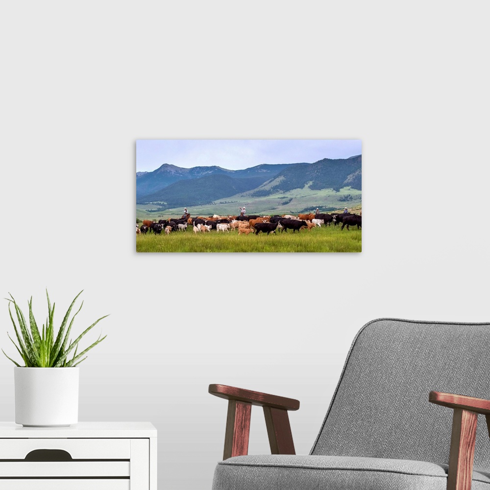 A modern room featuring Photograph of cowboys with lassos herding cattle through a valley.