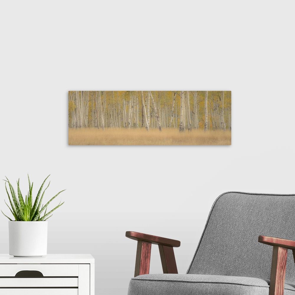 A modern room featuring A photograph of a straight on view of a forest of Aspens in fall foliage.