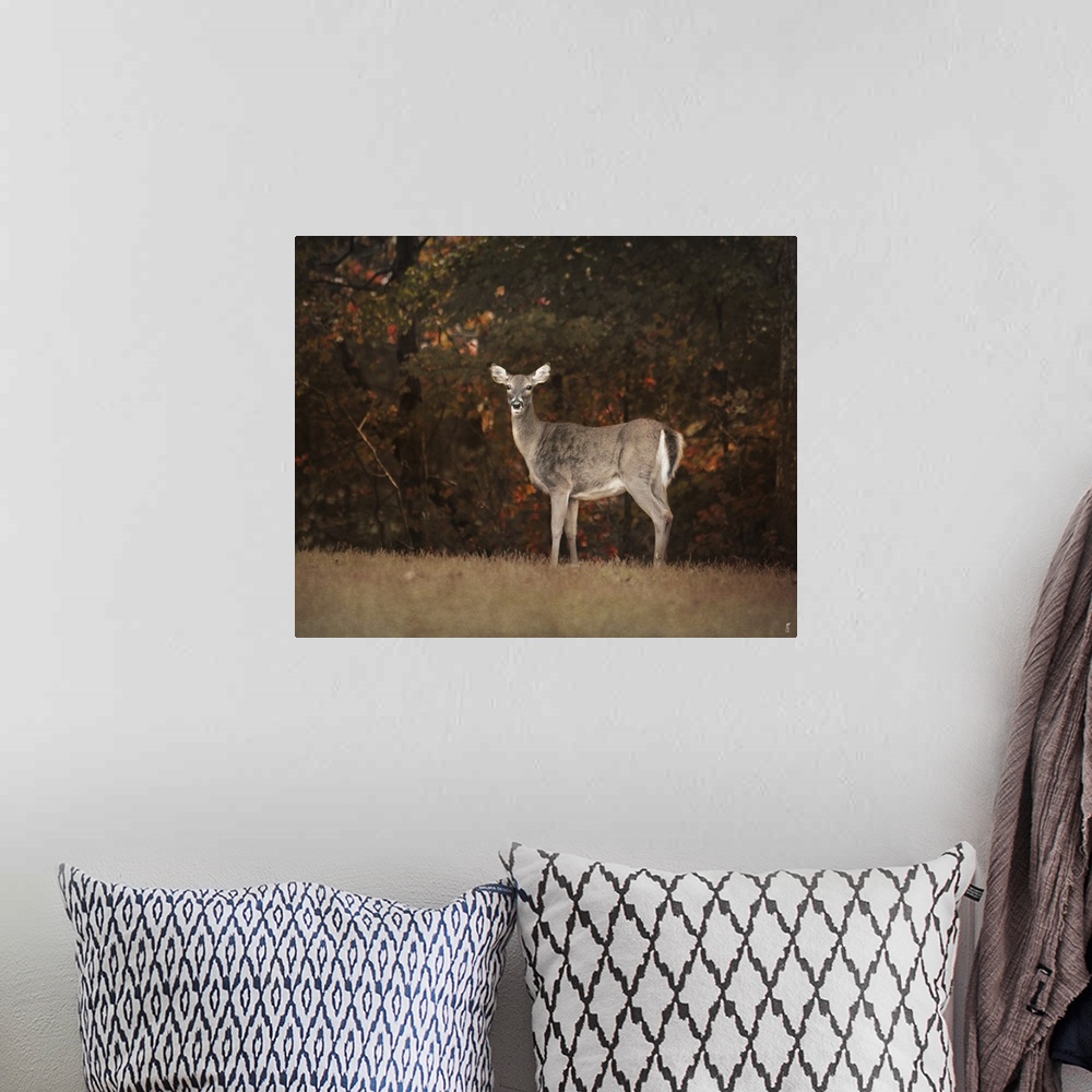 A bohemian room featuring A female deer at the edge of a forest in the fall.
