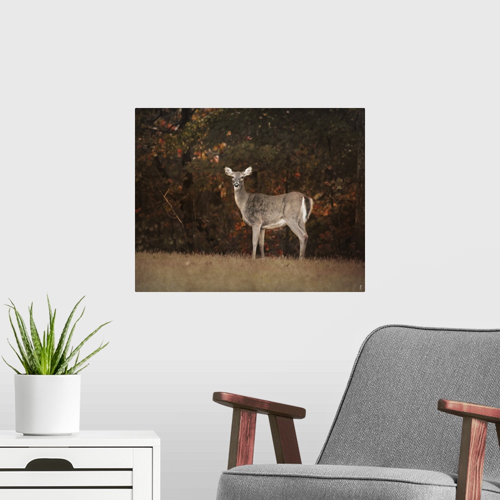 A modern room featuring A female deer at the edge of a forest in the fall.