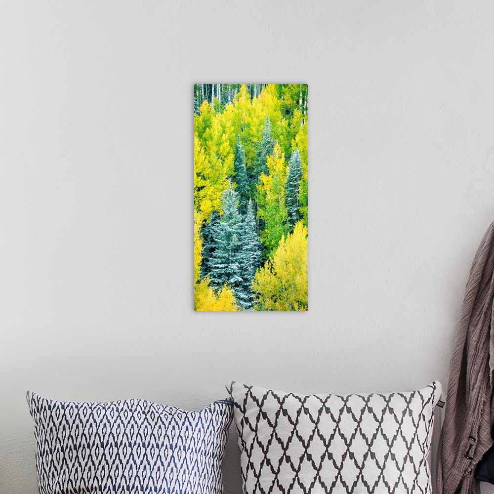A bohemian room featuring Photograph of Autumn pine trees.