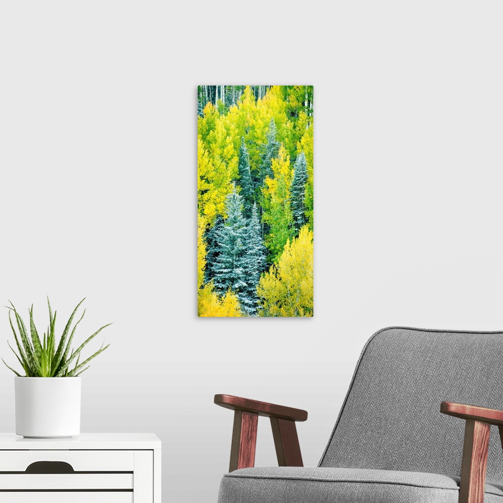 A modern room featuring Photograph of Autumn pine trees.