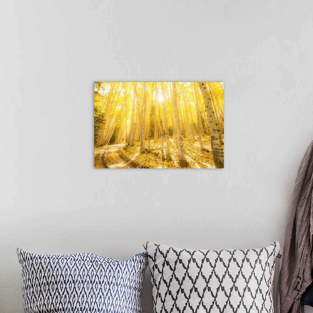 A bohemian room featuring Landscape photograph of bright yellow birch trees in the woods with the sun shining through.