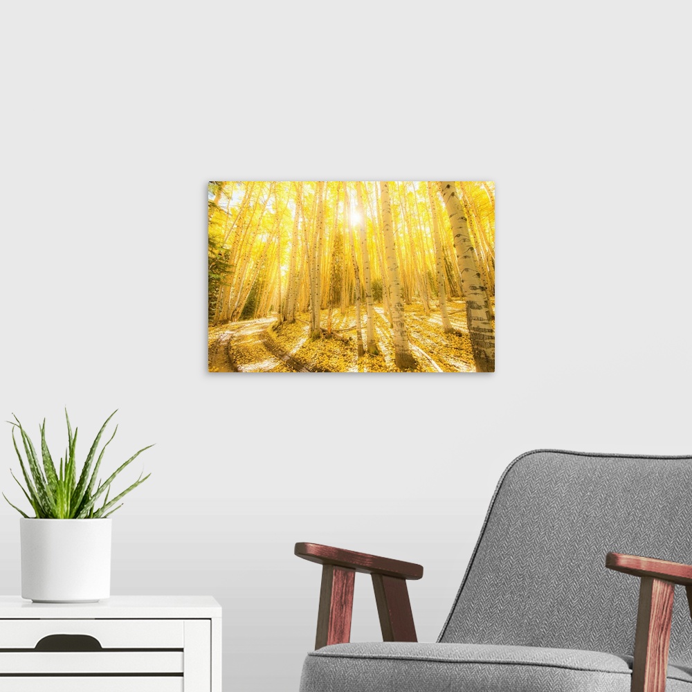 A modern room featuring Landscape photograph of bright yellow birch trees in the woods with the sun shining through.