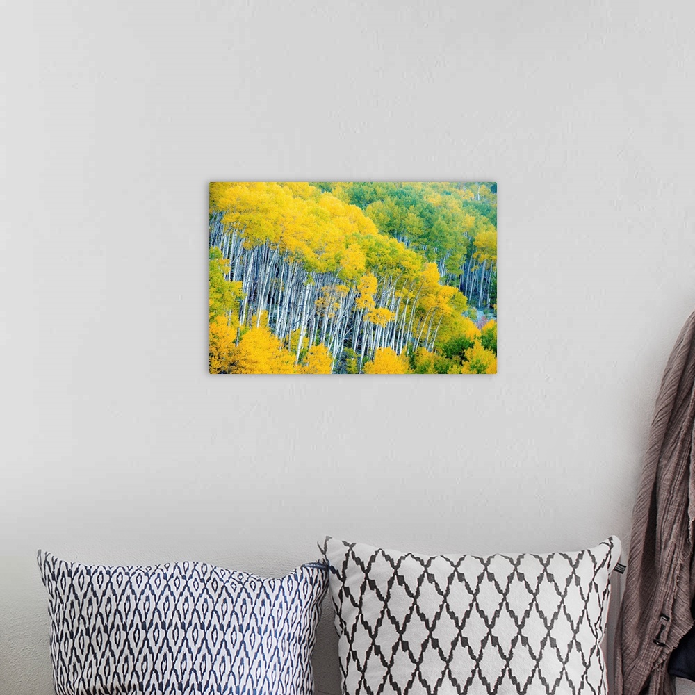 A bohemian room featuring Photograph of Aspen tree tops with yellow and green leaves.