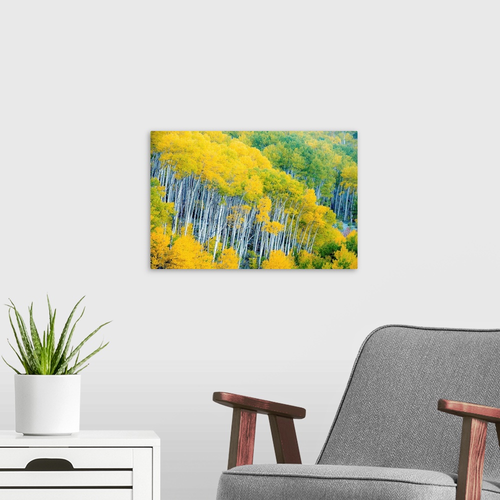A modern room featuring Photograph of Aspen tree tops with yellow and green leaves.