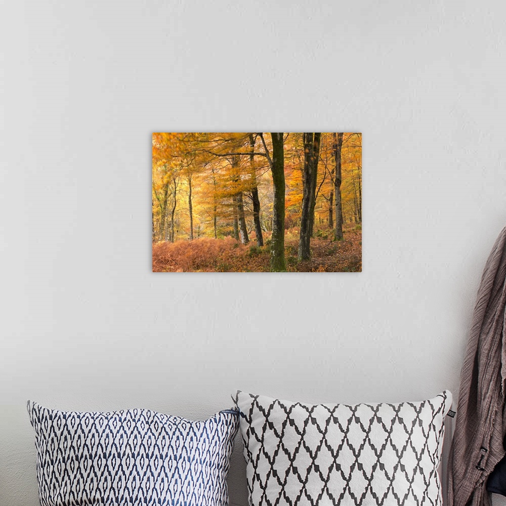 A bohemian room featuring A dense forest in golden autumn colors.