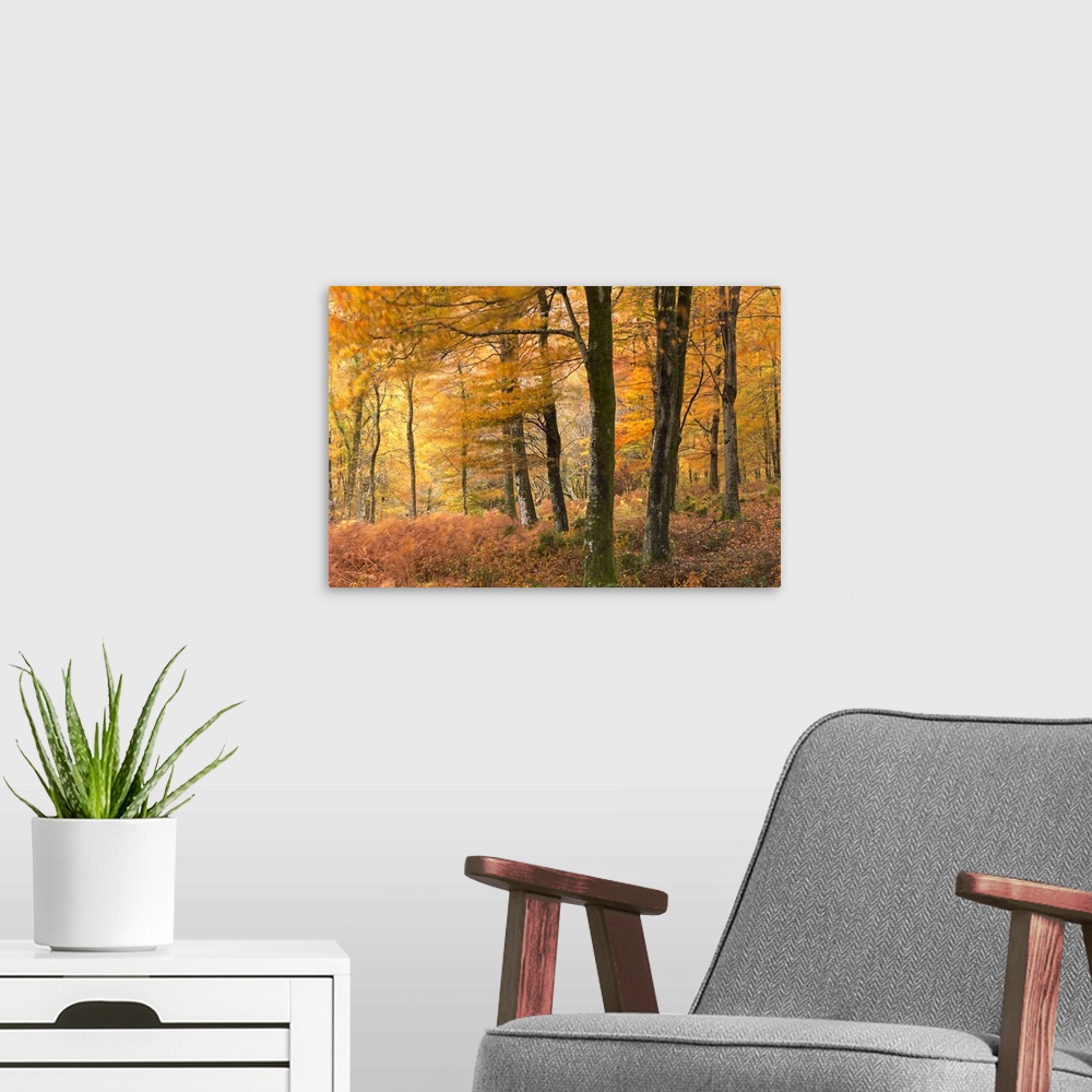 A modern room featuring A dense forest in golden autumn colors.