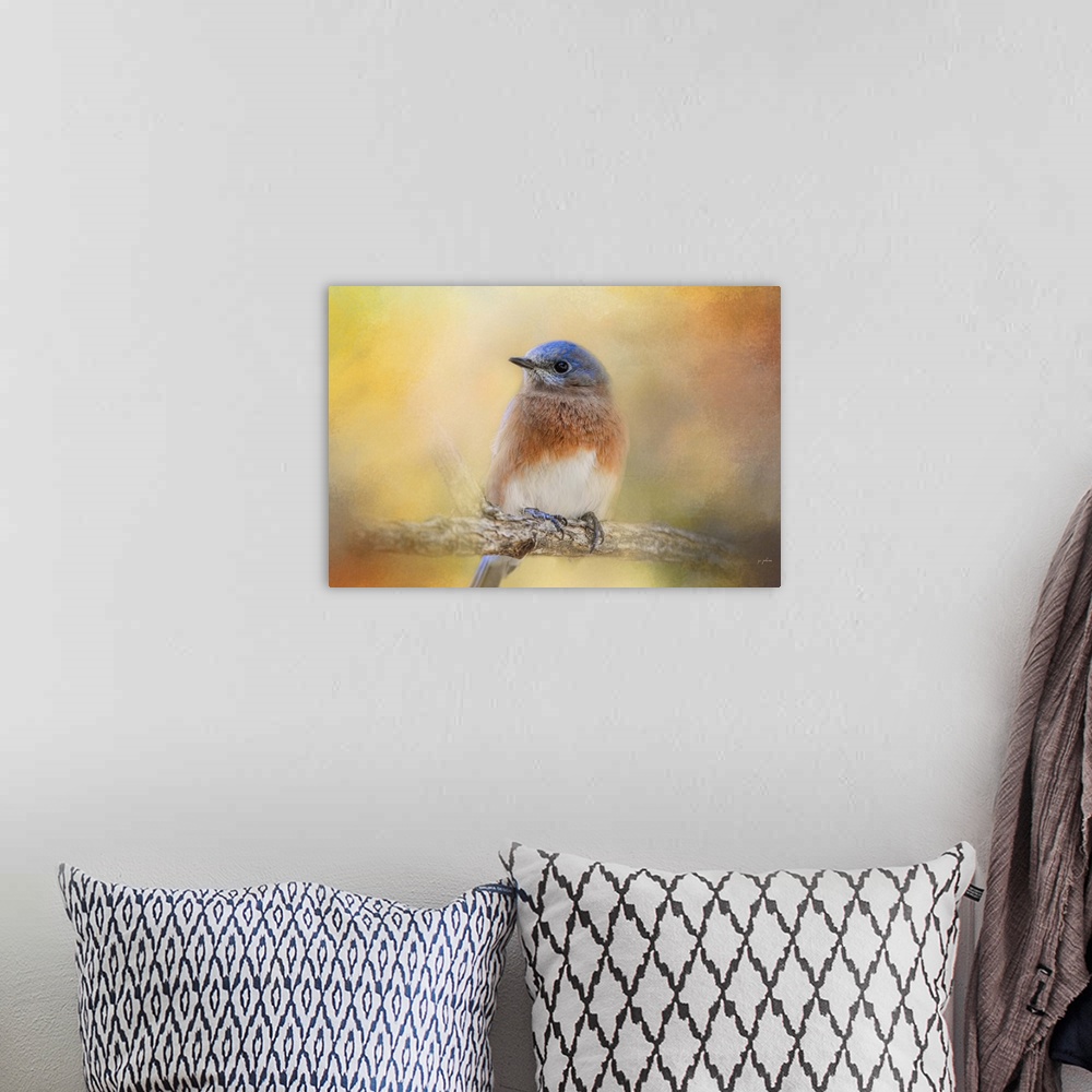 A bohemian room featuring A male Eastern Bluebird sitting on a branch.