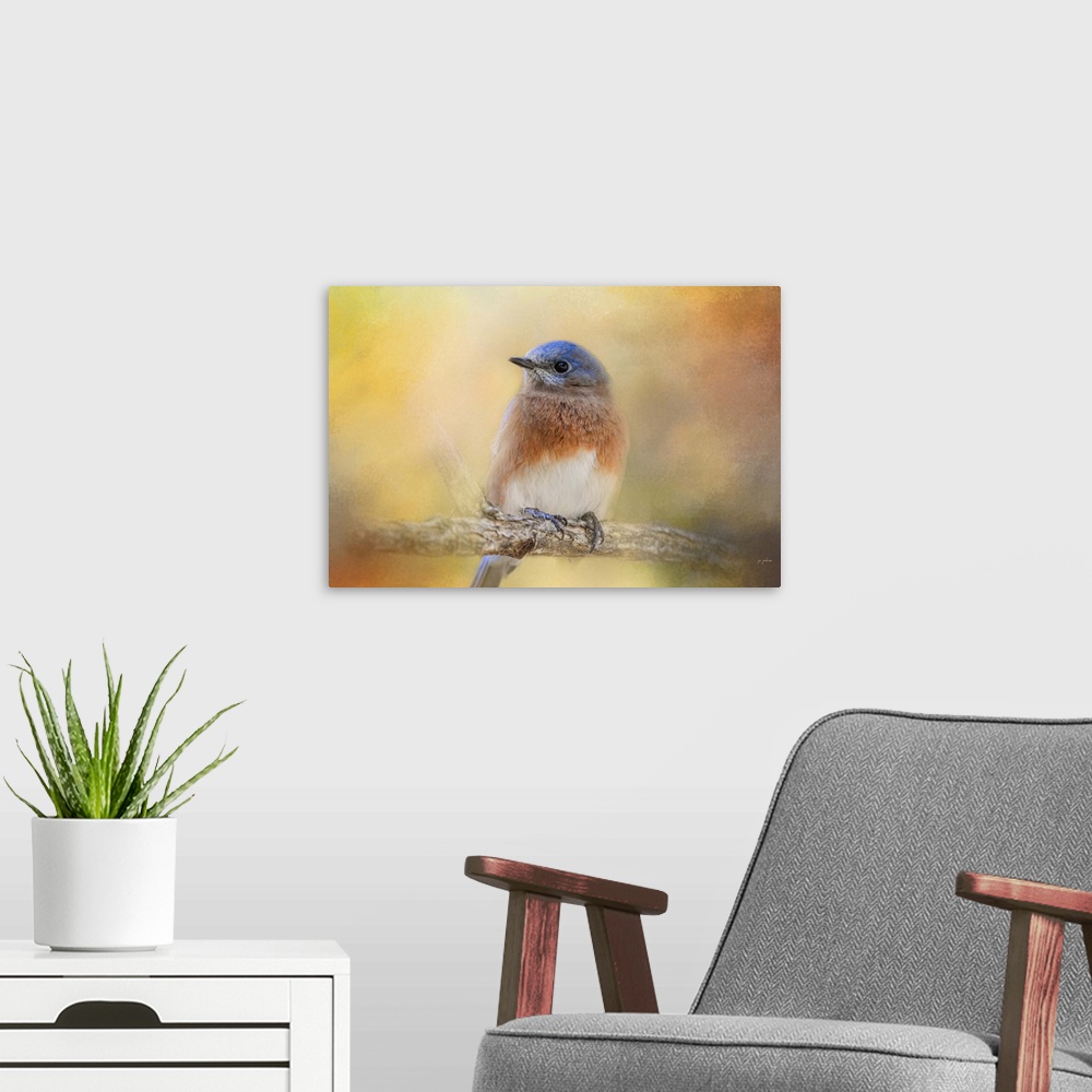 A modern room featuring A male Eastern Bluebird sitting on a branch.