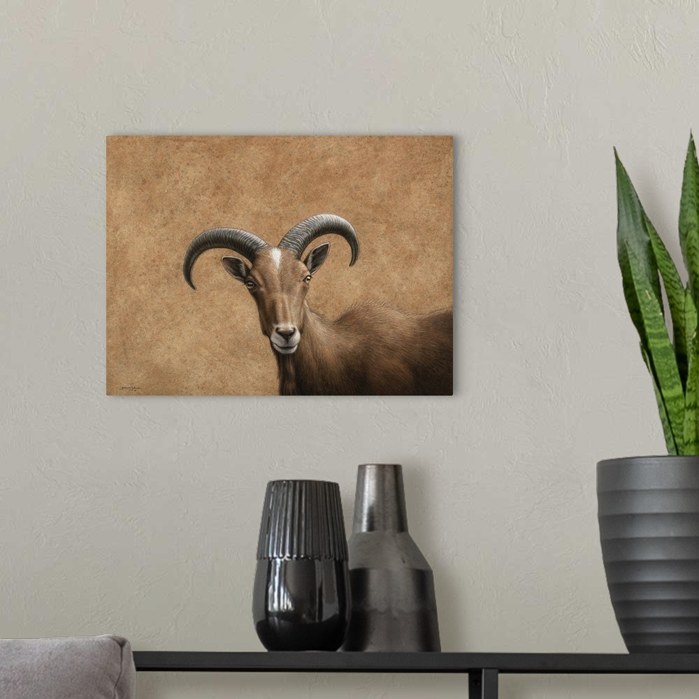 A modern room featuring Barbary Ram