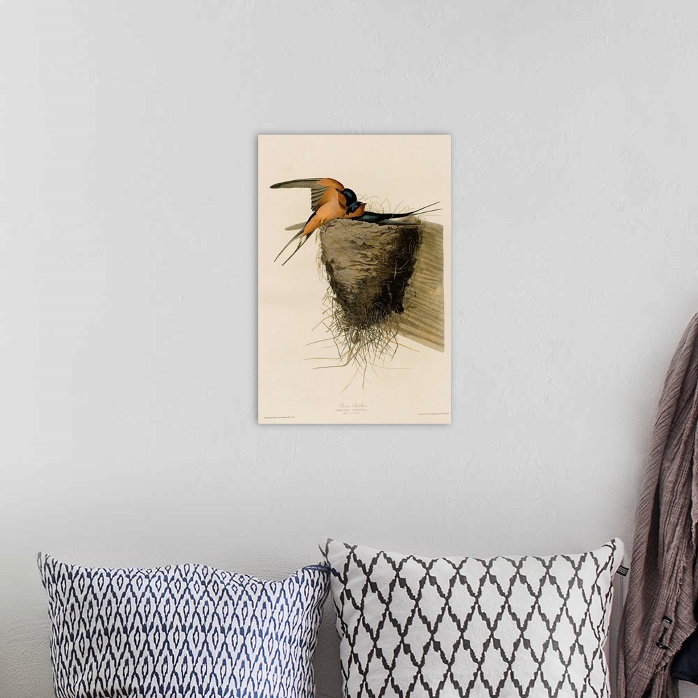 A bohemian room featuring Audubon Birds, Barn Swallow