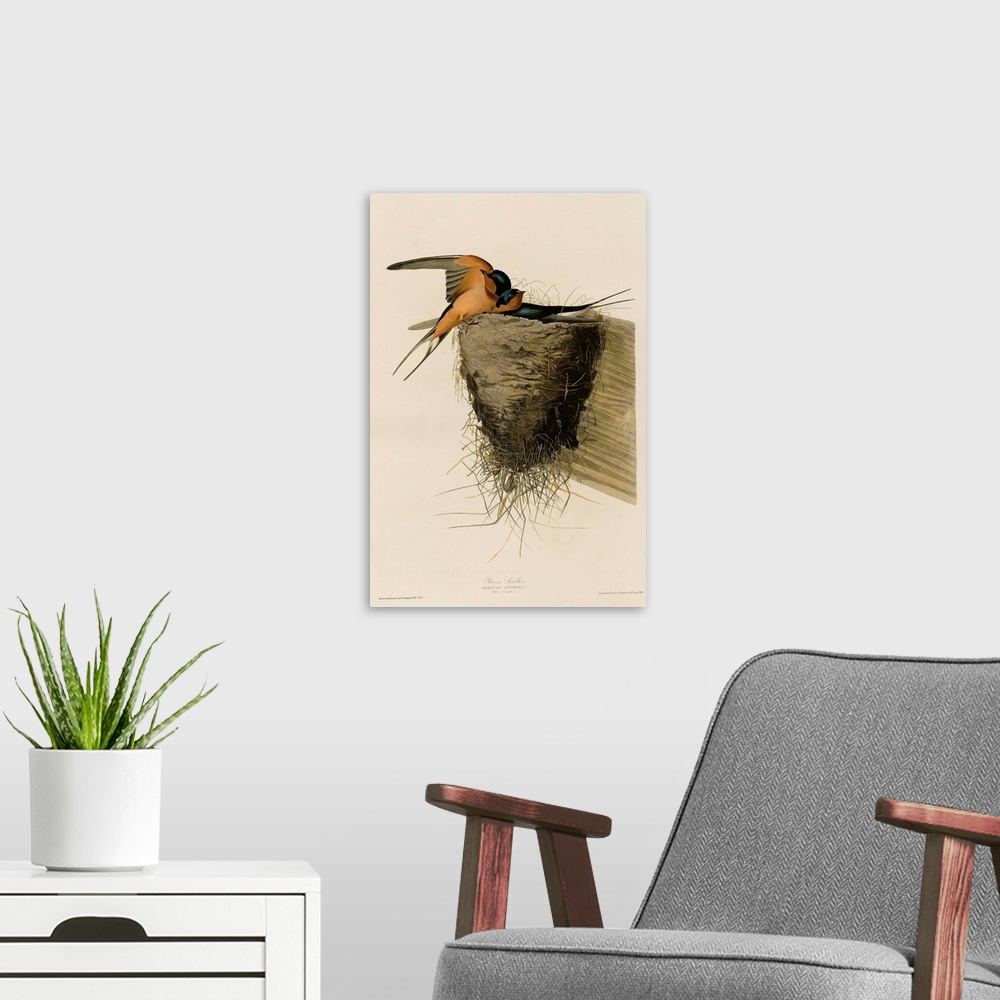 A modern room featuring Audubon Birds, Barn Swallow