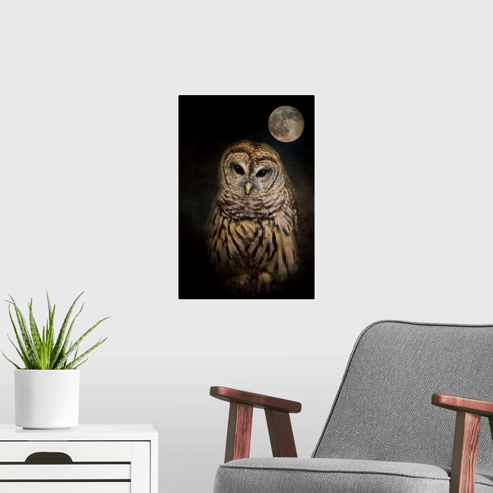 A modern room featuring A mysterious Barred Owl under a full moon.