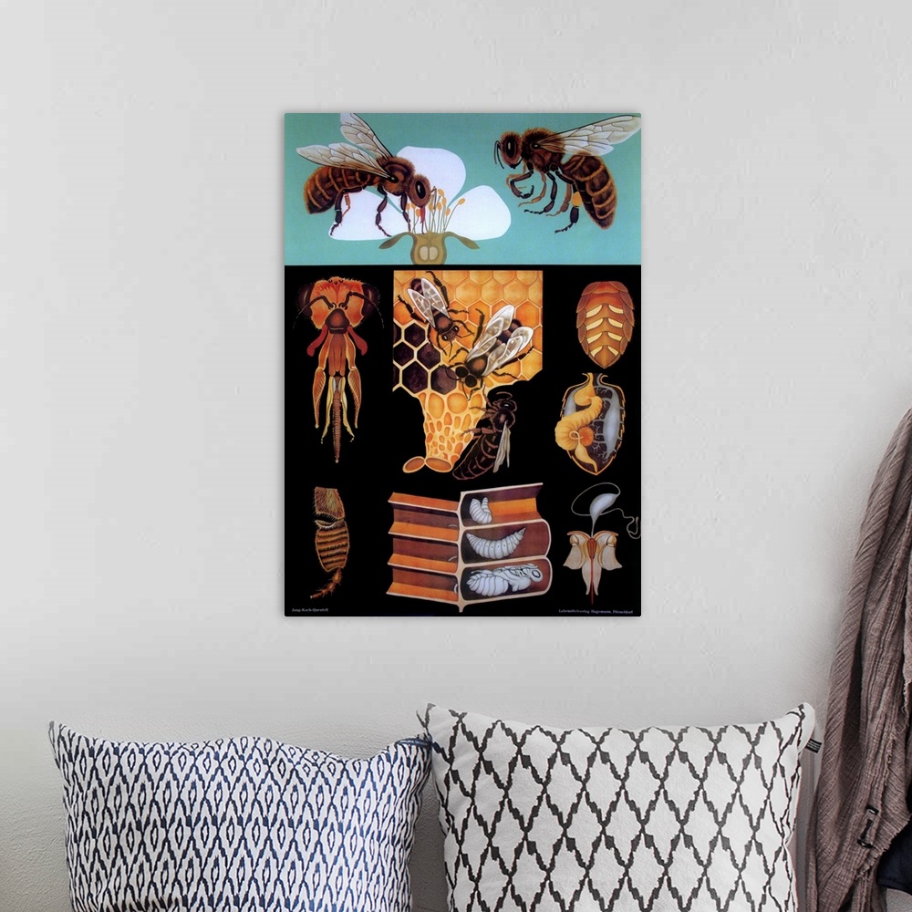 A bohemian room featuring Bees - Vintage Educational Poster