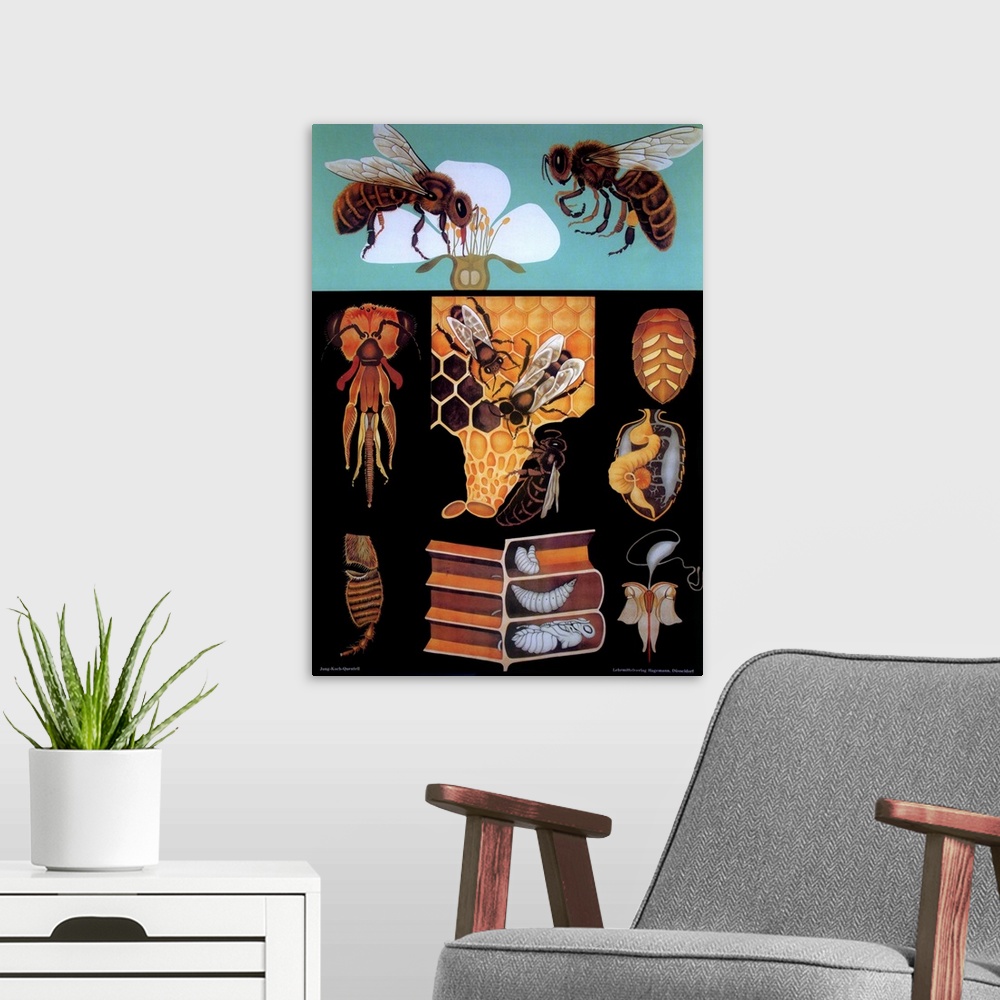 A modern room featuring Bees - Vintage Educational Poster