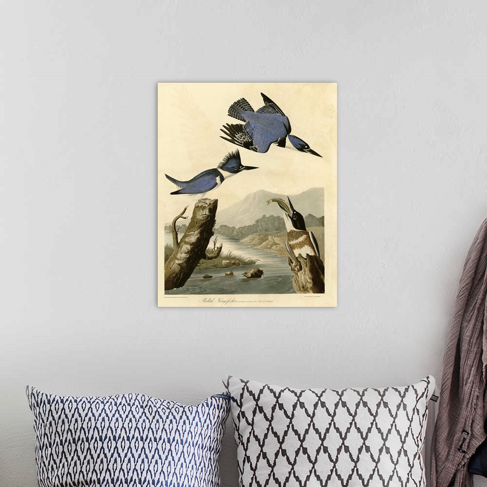 A bohemian room featuring Audubon Birds, Belted Kingfisher