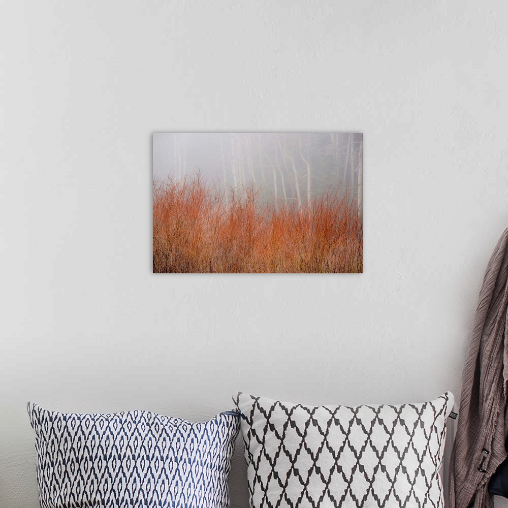A bohemian room featuring Landscape photograph of tall Autumn grass in front of a foggy forest.