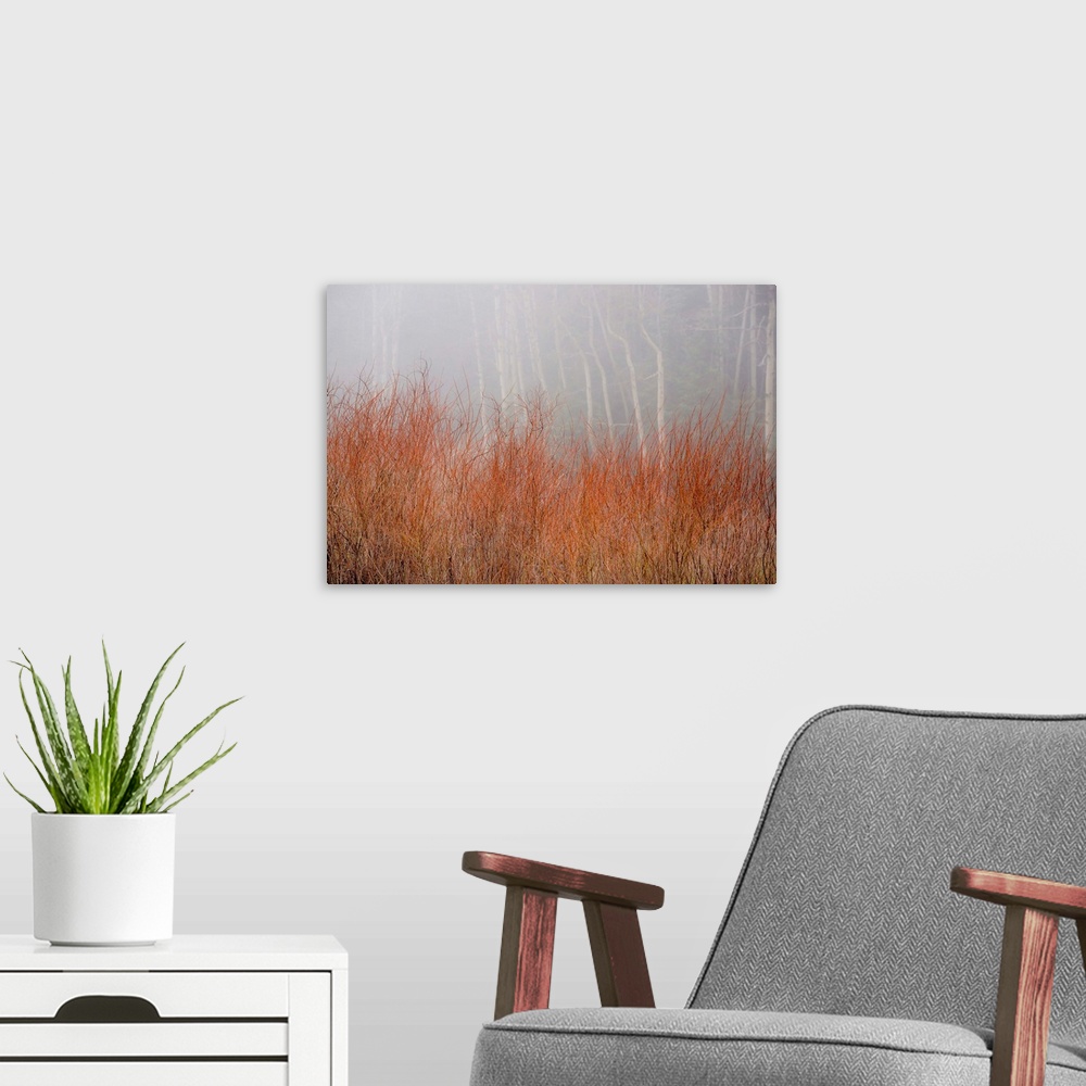 A modern room featuring Landscape photograph of tall Autumn grass in front of a foggy forest.