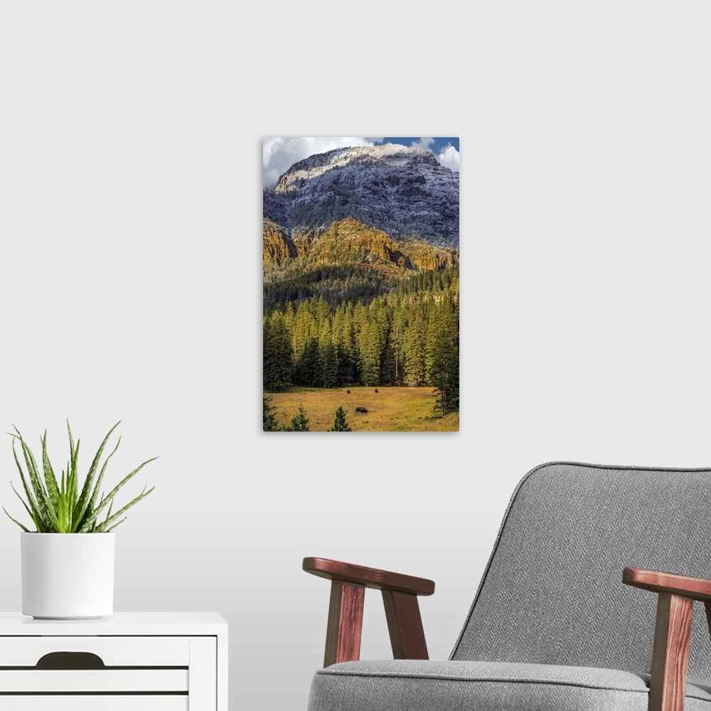 A modern room featuring A photograph of bison grazing in a clearing in front of a thicket of forest, with mountains in th...