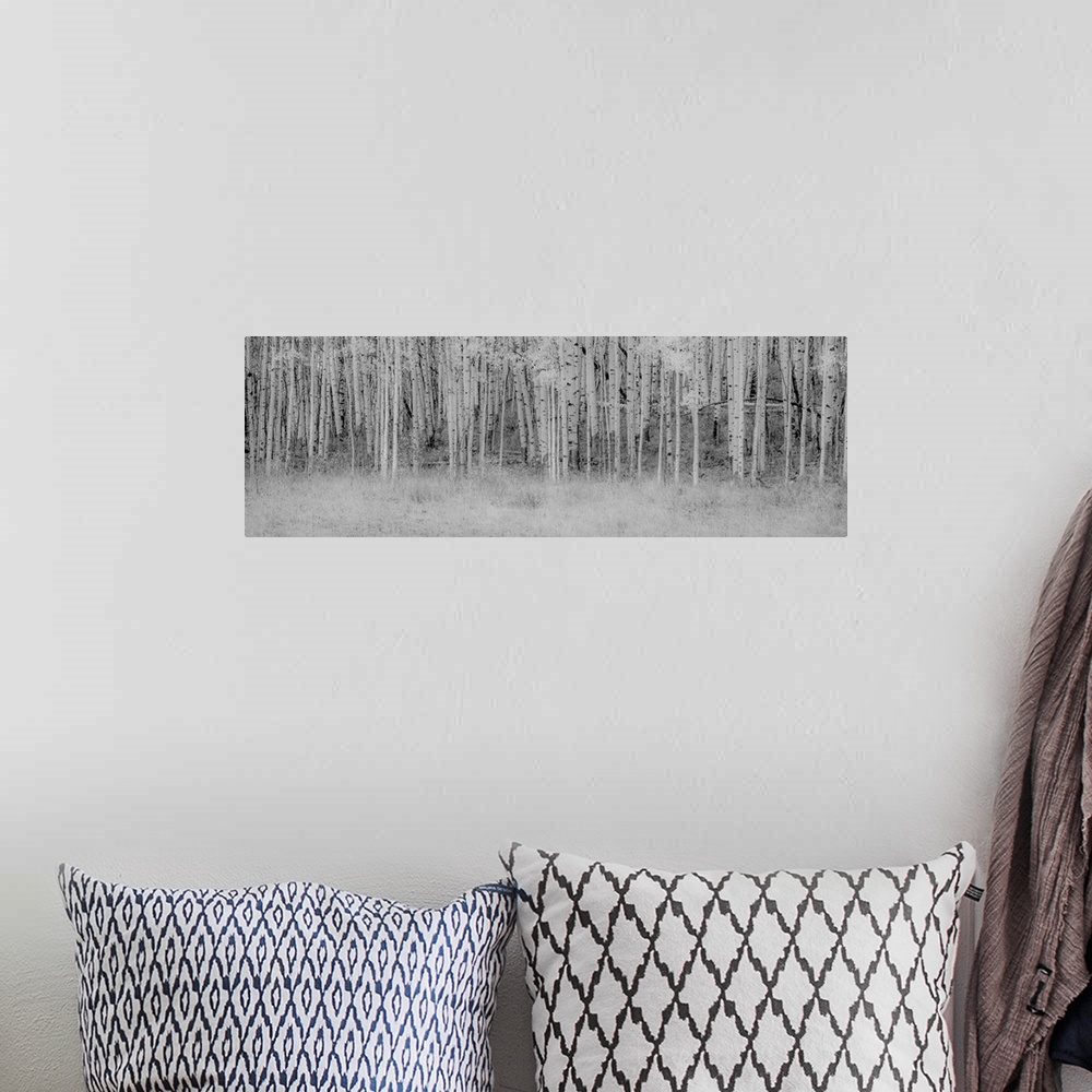 A bohemian room featuring Black and white panoramic photograph a birch tree trunks.