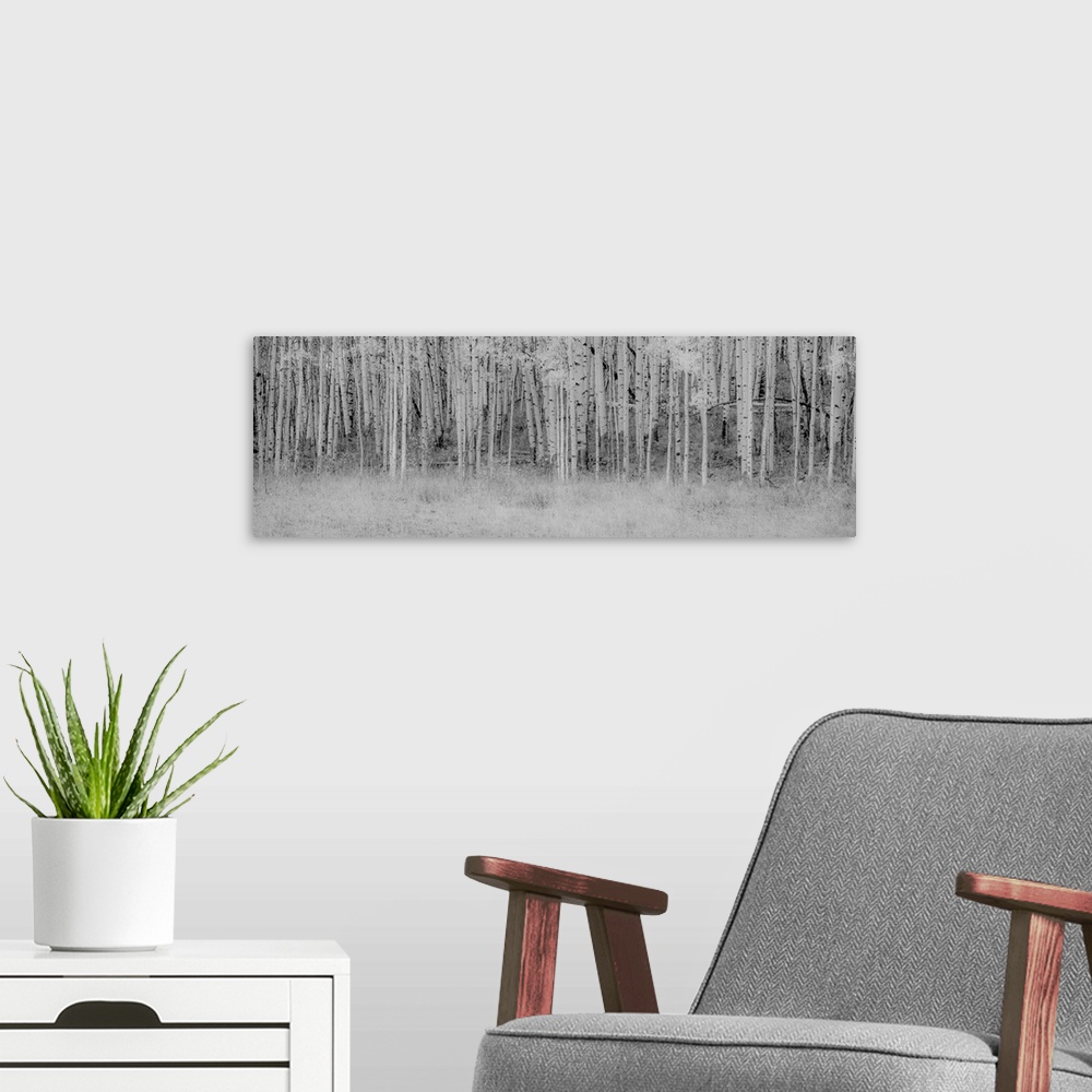 A modern room featuring Black and white panoramic photograph a birch tree trunks.