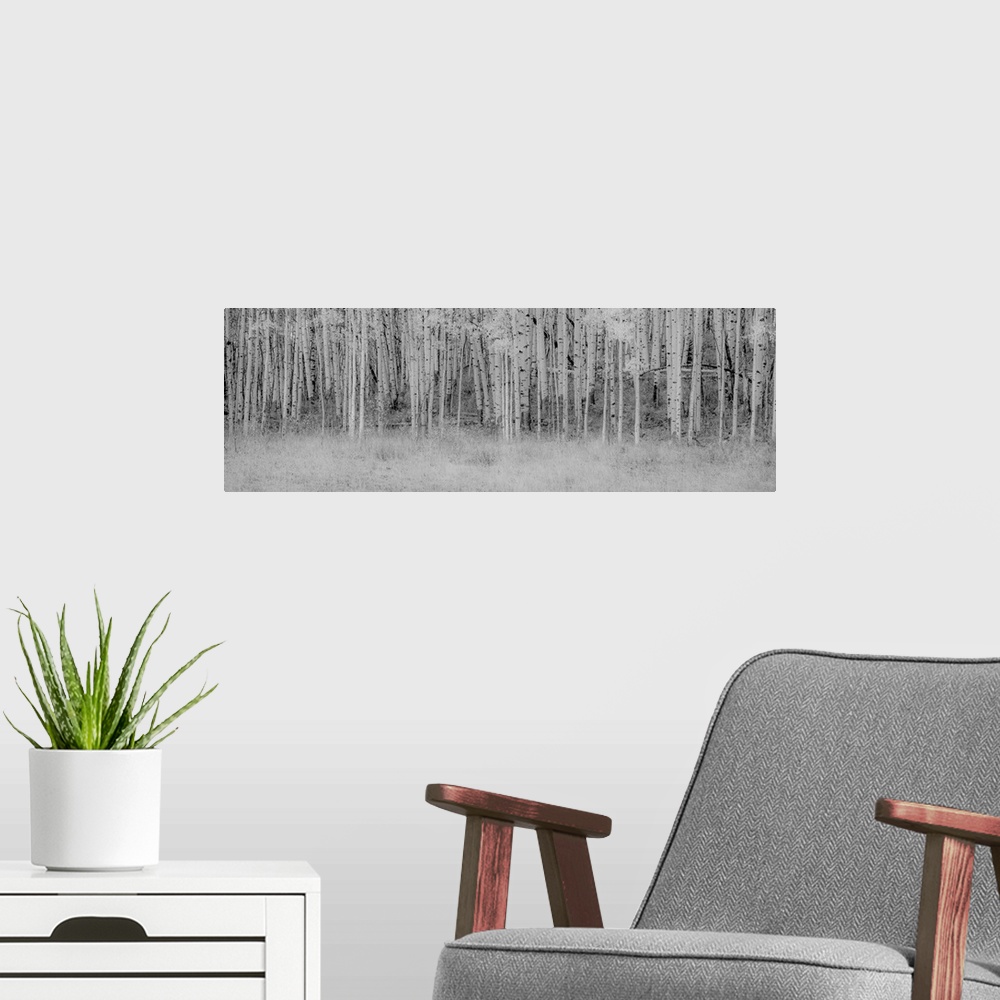 A modern room featuring Black and white panoramic photograph a birch tree trunks.