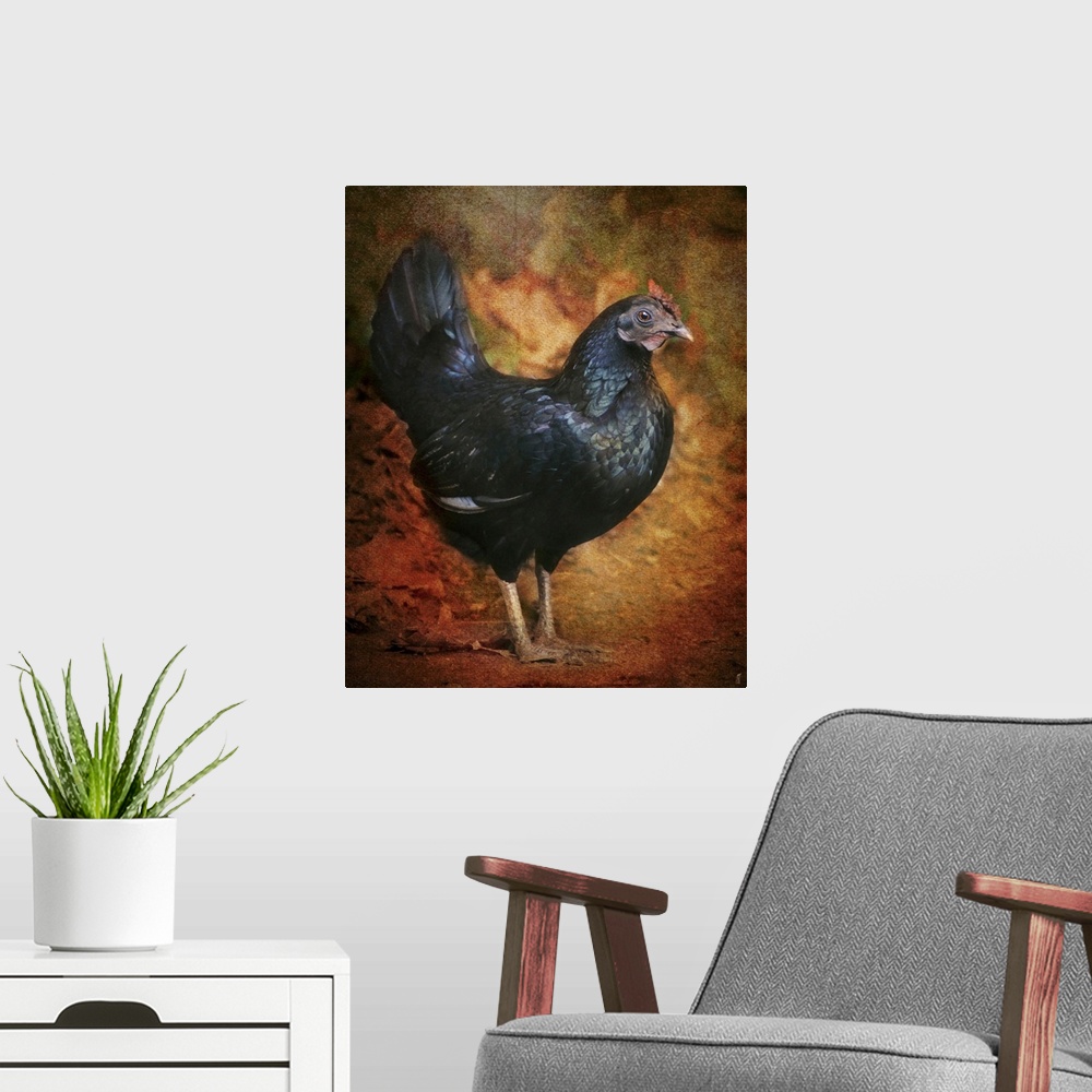 A modern room featuring A large black rooster.