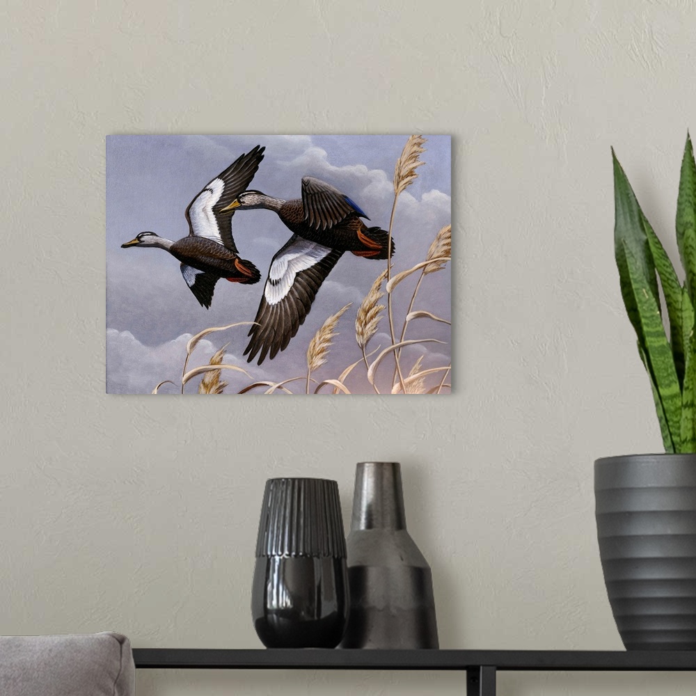 A modern room featuring Two black ducks flying over a field.