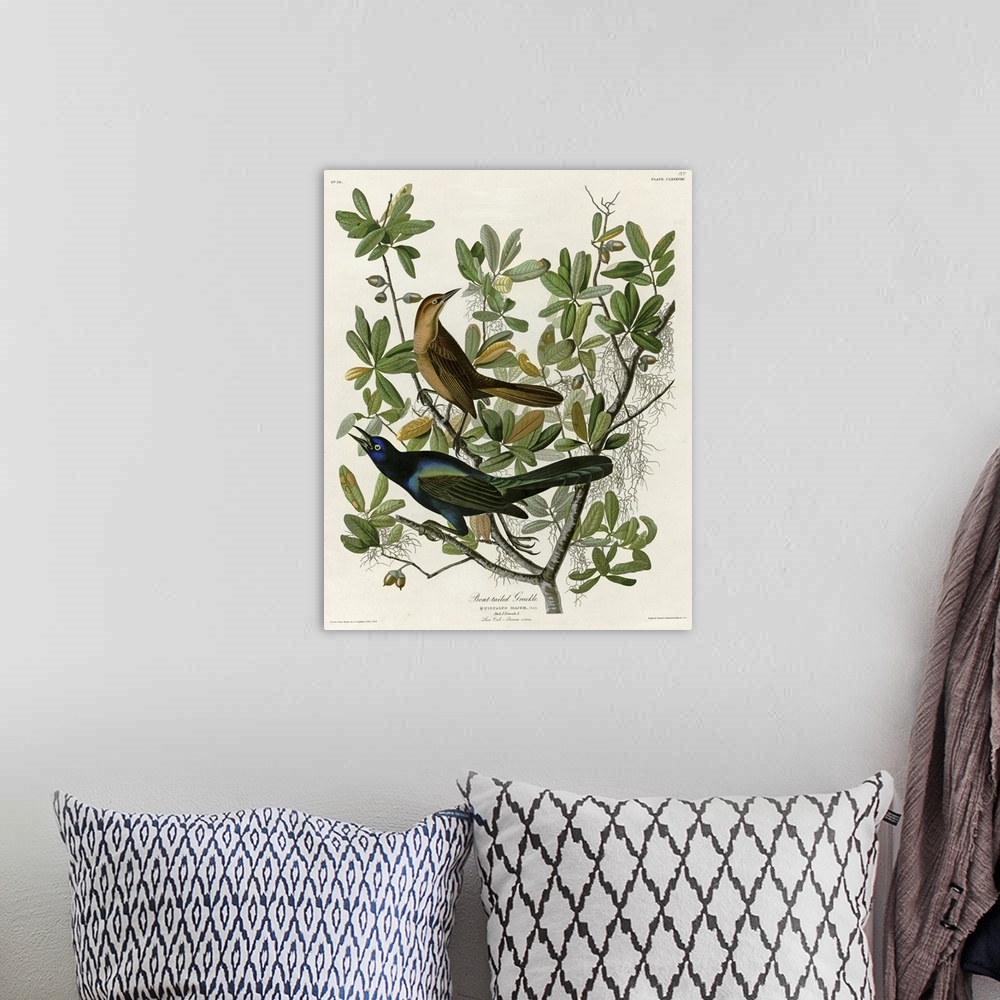 A bohemian room featuring Audubon Birds, Boat Tailed Grackle