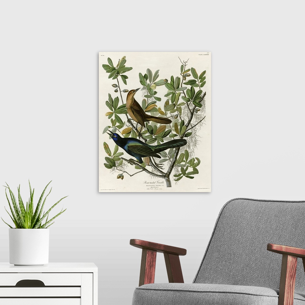 A modern room featuring Audubon Birds, Boat Tailed Grackle