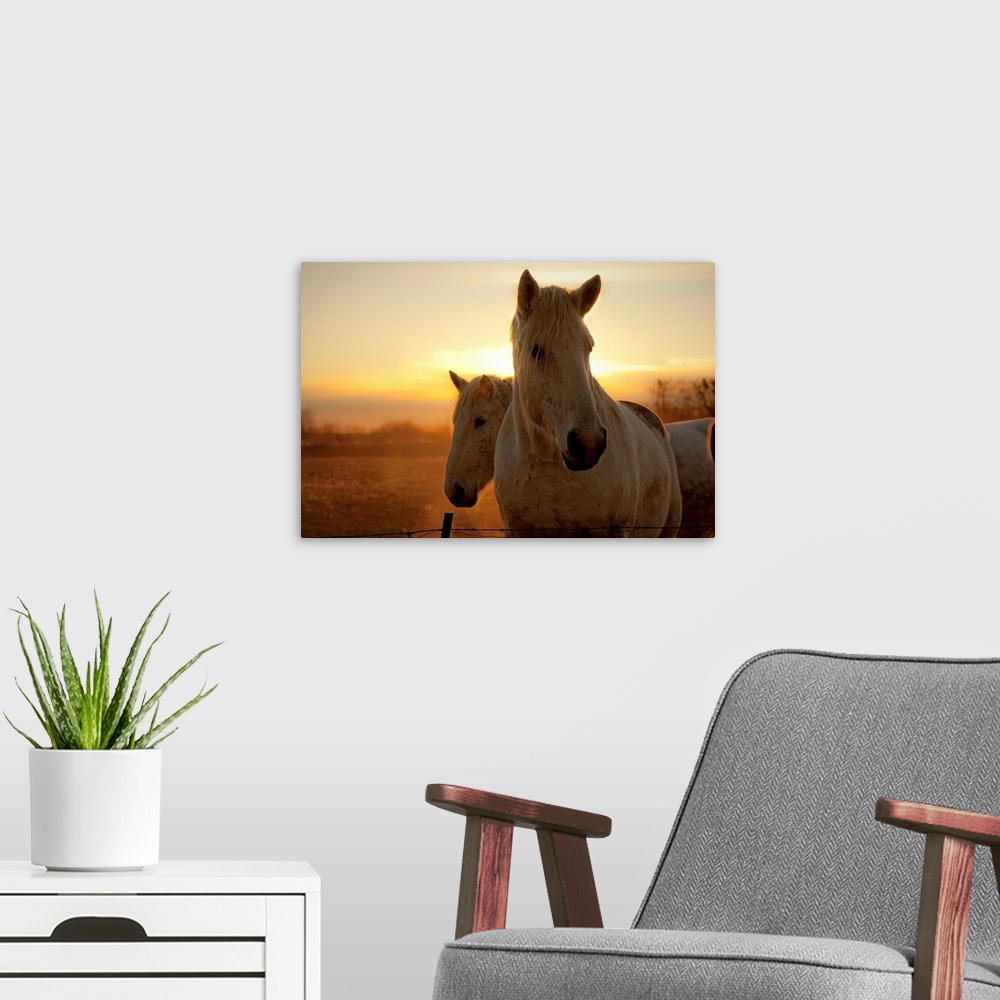 A modern room featuring The early dawn light shines behind the manes of two white horses, already moving about their past...